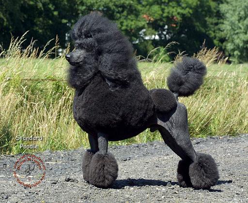 Poodle Standard 9R063D-086.JPG
